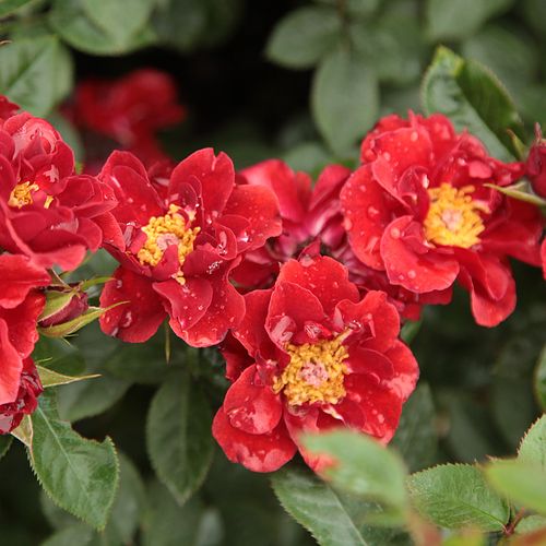 Shop - Rosa Libán - rot - zwergrosen - duftlos - Márk Gergely - Die Blütezeit beginnt in der ersten Junihälfte und dauert bis zum Herbst fast ununterbrochen an. Sie ist gegen Krankheiten tolerant, verträgt die Trockenheit und ist frostbeständig.